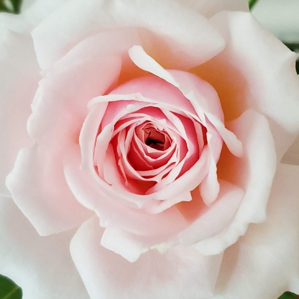 Meet your Posher, Charlotte